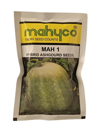 Ashgourd Mahyco Mah 1 Seeds for High Yield Farming – Dhartibeej