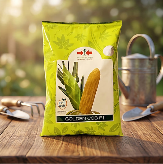 Sweetcorn East West Golden Cob Seeds Online | Dhartibeej