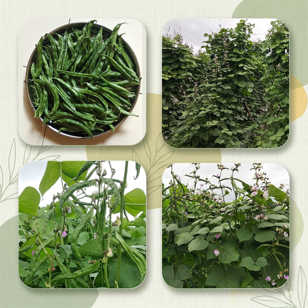 Beans Seeds Online | Dhartibeej