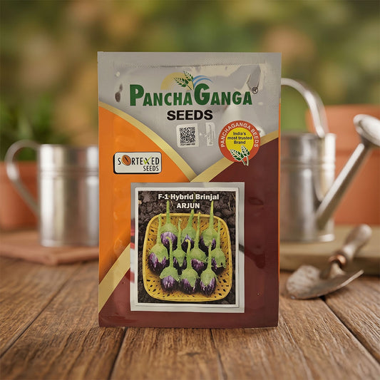 Brinjal Pancha Ganga Arjun Seeds Online | Dhartibeej