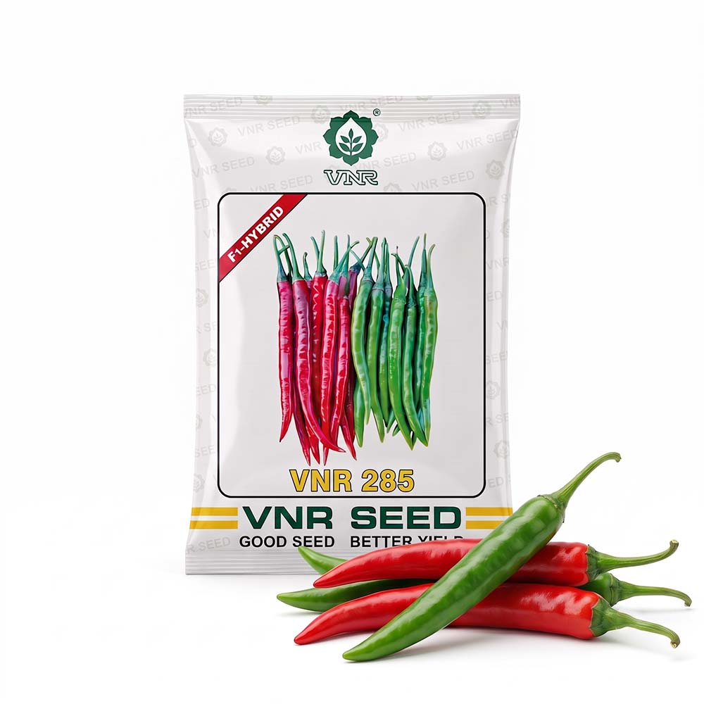 Chilli VNR 285
