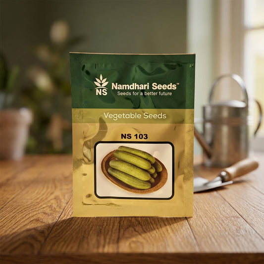 Cucumber Ns 103 Seeds Online | Dhartibeej