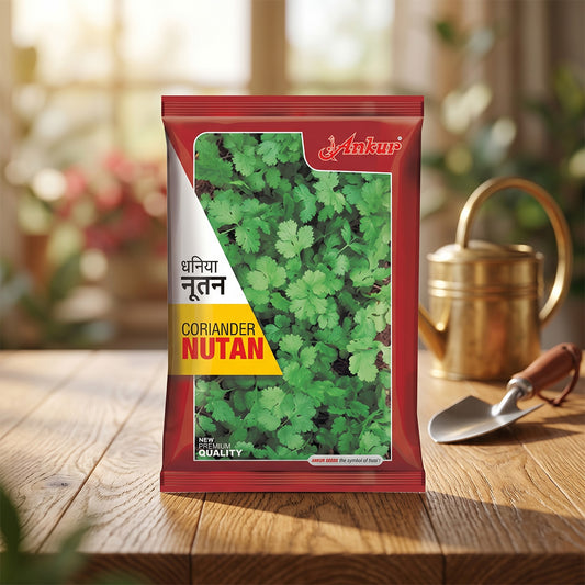 Coriander Ankur Nutan Seeds Online | Dhartibeej