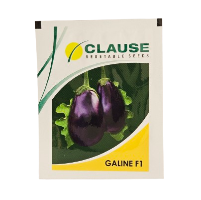 Buy Brinjal Clause Galine Seeds Online in India – Dhartibeej