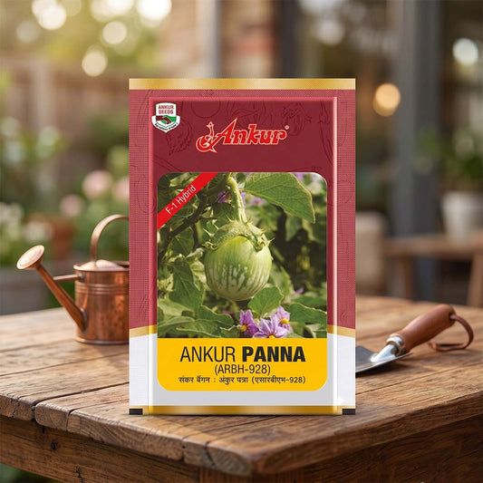 Brinjal Ankur Panna (Arbh-928) Seeds for High Yield Farming | Dhartibeej
