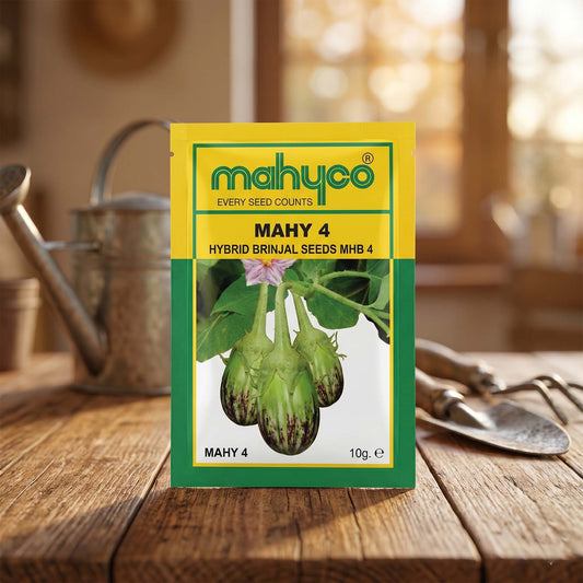Brinjal Mahyco Mhb-4 Seeds for High Yield Farming | Dhartibeej