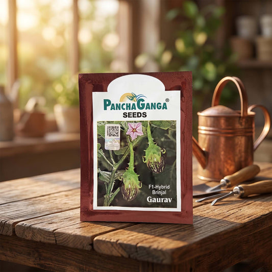 Brinjal Panchaganga Gaurav Seeds Online | Dhartibeej