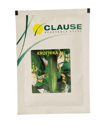 Buy Cucumber Clause Kruthika Seeds Online in India – Dhartibeej