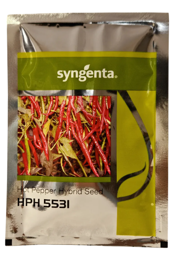 Chilli Syn Hph 5531 Seeds Online India – Dhartibeej