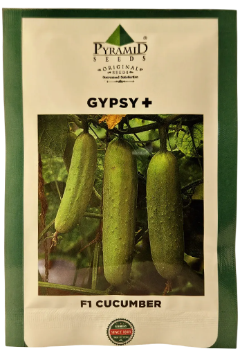 Cucumber Namdeo Gypsy Plus Seeds Online India – Dhartibeej