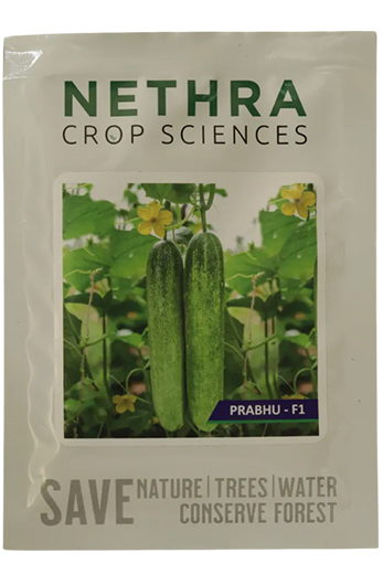Cucumber Nethra Prabhu F1 Seeds for High Yield Farming – Dhartibeej