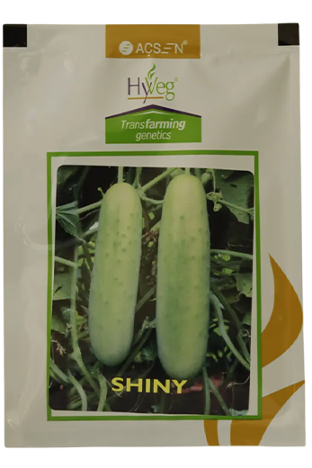 Cucumber Rasi Shiny Seeds for High Yield Farming – Dhartibeej
