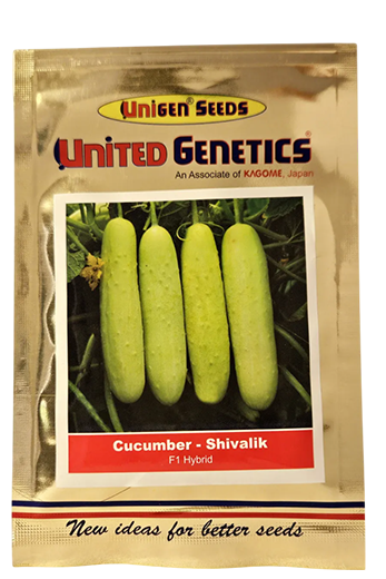 Cucumber United Shivalik Seeds Online India – Dhartibeej