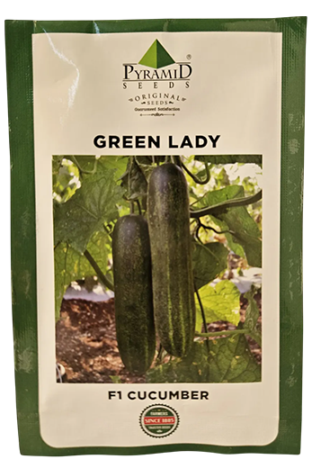 Cucumber Namdeo Green Lady Seeds for High Yield Farming – Dhartibeej