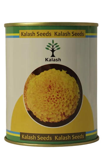 Marigold Kalash Ksp 5460 Yellow Sunil Flower Seeds Online India – Dhartibeej