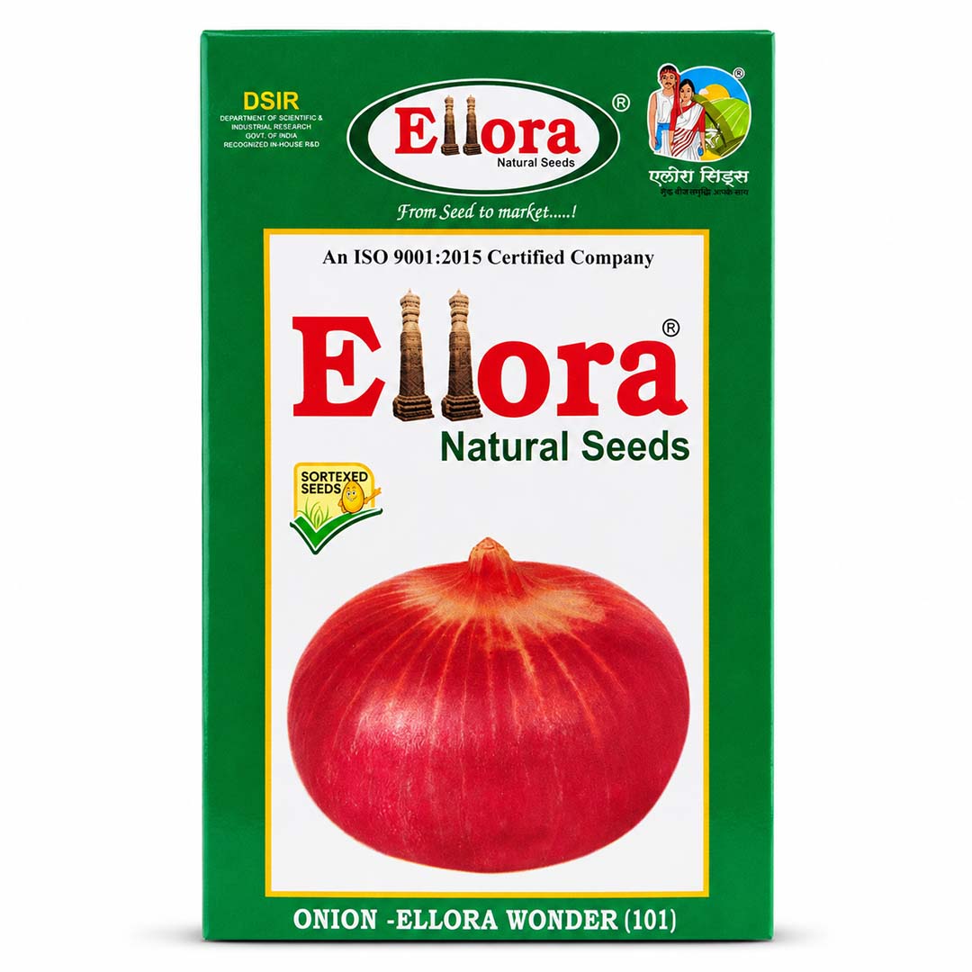 Onion Ellora Wonder