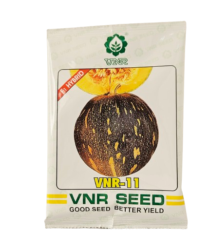 Buy Pumpkin Vnr 11 Seeds Online in India – Dhartibeej