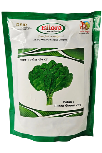 Buy Palak Ellora Green 21 Seeds Online in India – Dhartibeej