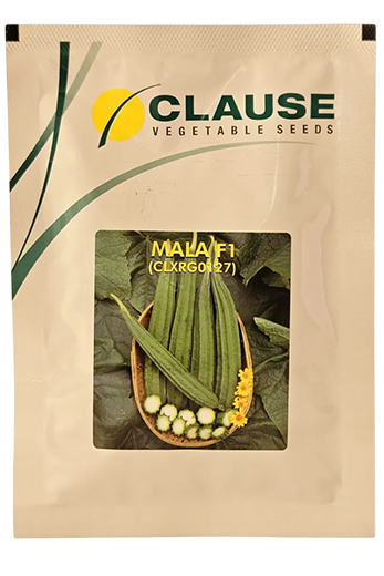Buy Ridgegourd Clause Mala Seeds Online in India – Dhartibeej