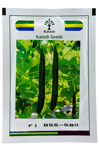 Ridgegourd Kalash Bss 580 Seeds for High Yield Farming – Dhartibeej
