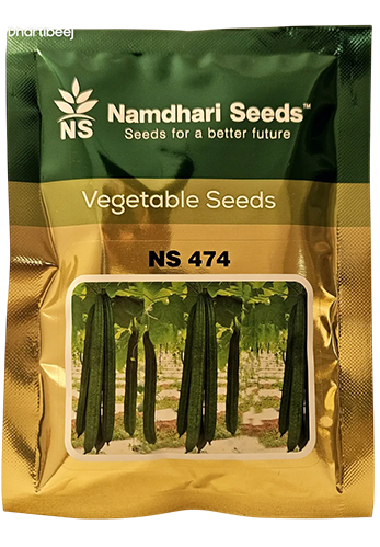 Buy Ridgegourd Ns 474 Seeds Online in India – Dhartibeej
