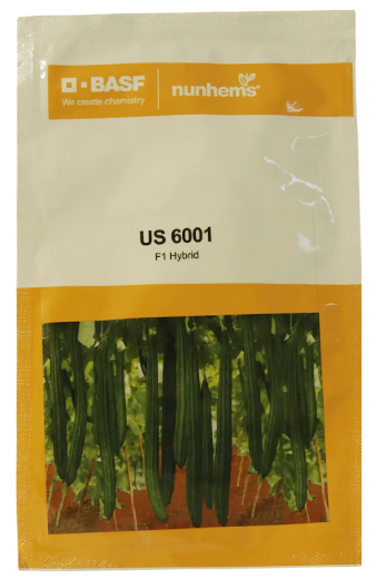 Ridgegourd Nunhems Us-6001 Seeds Online India – Dhartibeej