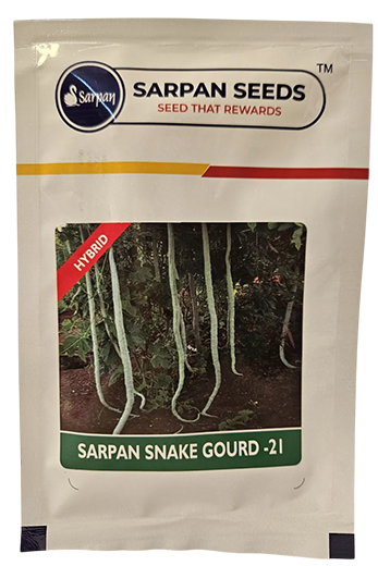 Buy Snakegourd Sarpan Ssg 21 Seeds Online in India – Dhartibeej