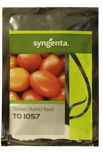 Buy Tomato Syn 1057 Seeds Online in India – Dhartibeej