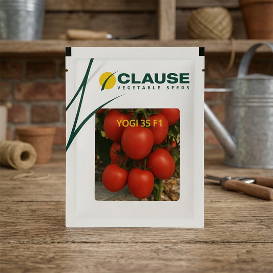 Tomato Clause Yogi 35 F1 Seeds Online | Dhartibeej