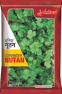 Coriander Ankur Nutan Seeds Online India – Dhartibeej