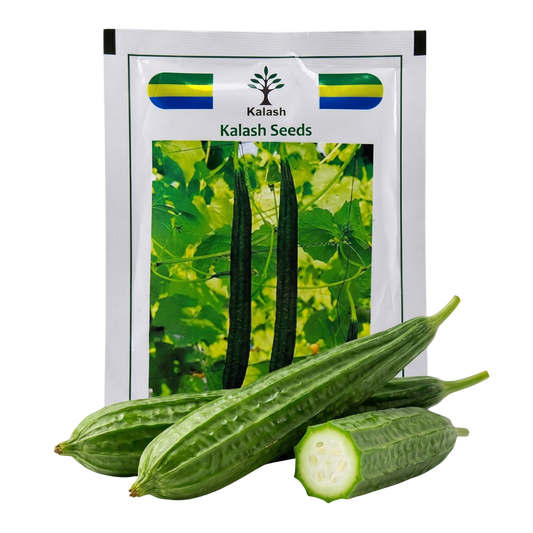 Ridgegourd Kalash Bss 580 Seeds for High Yield Farming | Dhartibeej
