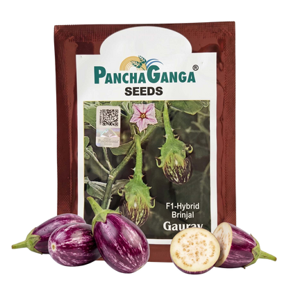 Brinjal Panchaganga Gaurav