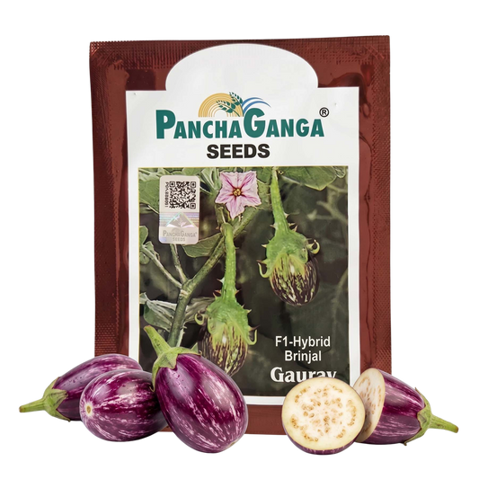 Brinjal Panchaganga Gaurav