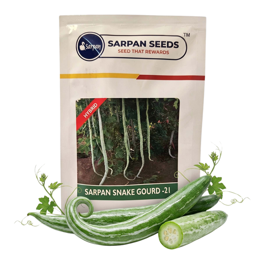 Snakegourd Sarpan Ssg 21 Seeds Online | Dhartibeej