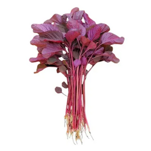 Amaranthus