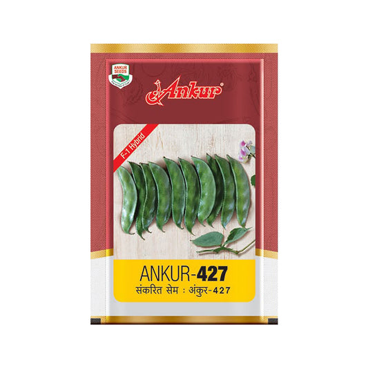 Beans Ankur 427 Seeds Online | Dhartibeej