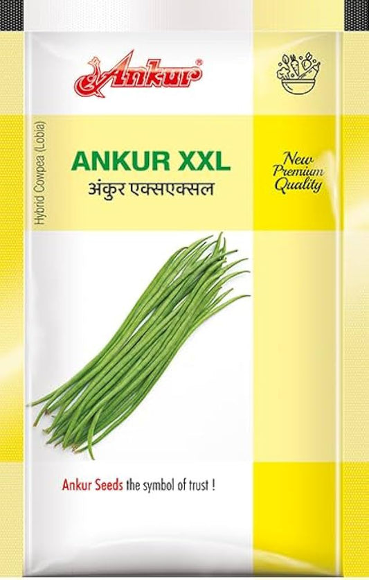 Ankur cowpea XXL Seeds for High Yield Farming