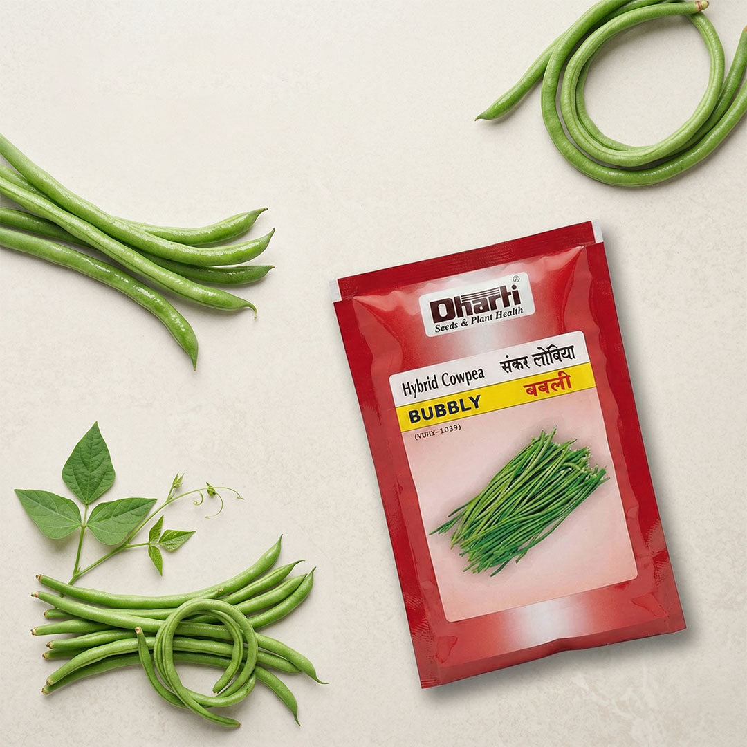Cowpea Dharti Bubbly Seeds for High Yield Farming | Dhartibeej