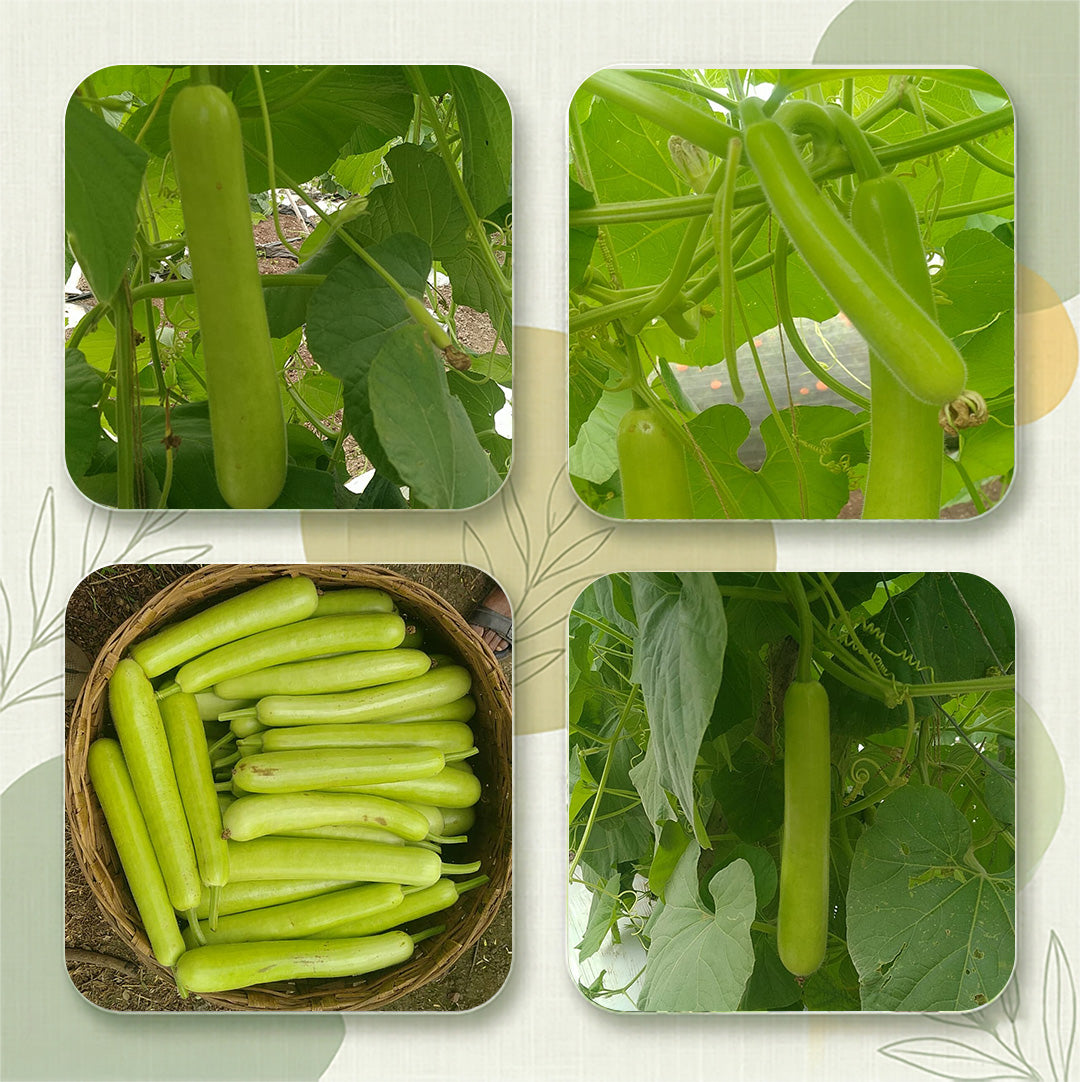 Bottlegourd  Seeds for High Yield Farming | Dhartibeej