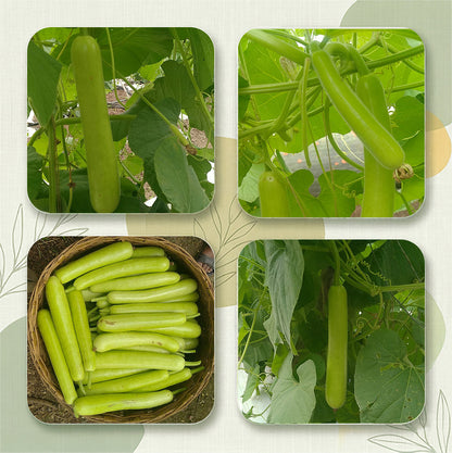 Bottlegourd  Seeds for High Yield Farming | Dhartibeej