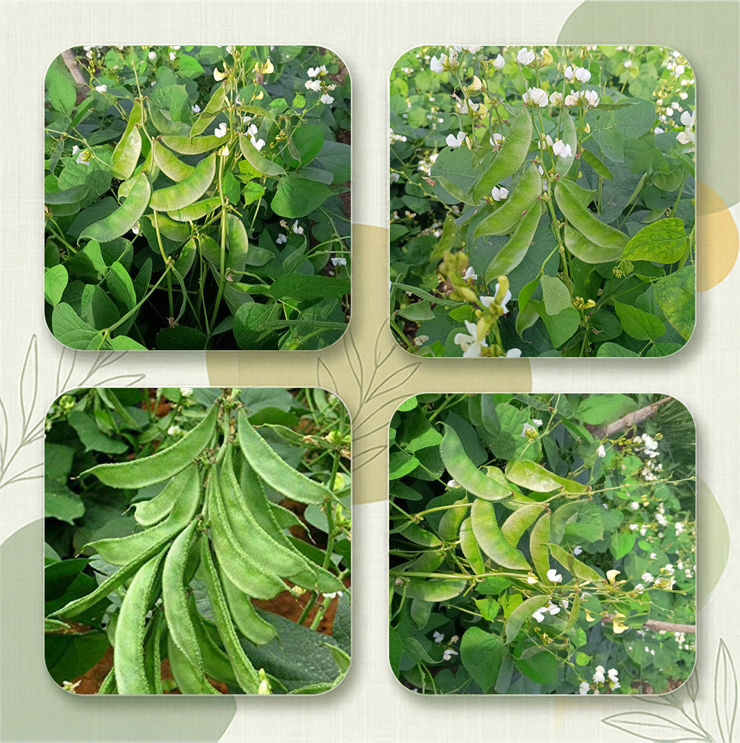 Beans Seeds Online | Dhartibeej