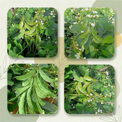 Beans Seeds Online | Dhartibeej