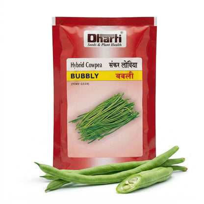 Cowpea Dharti Bubbly Seeds for High Yield Farming | Dhartibeej