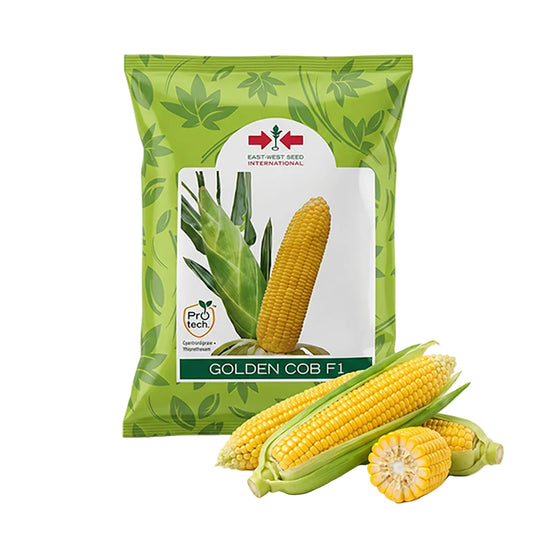 Sweetcorn East West Golden Cob Seeds Online | Dhartibeej