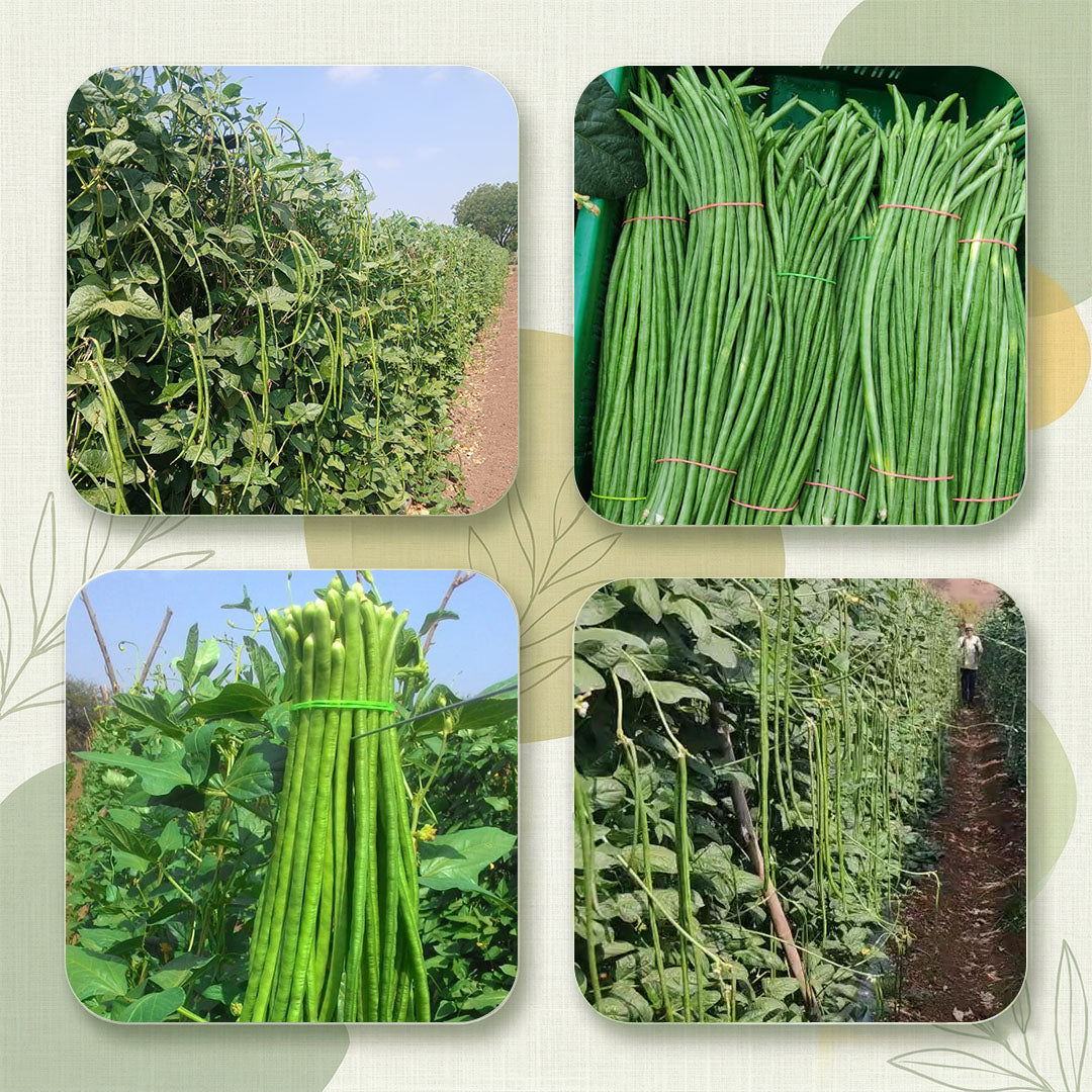 Cowpea Seeds for High Yield Farming | Dhartibeej