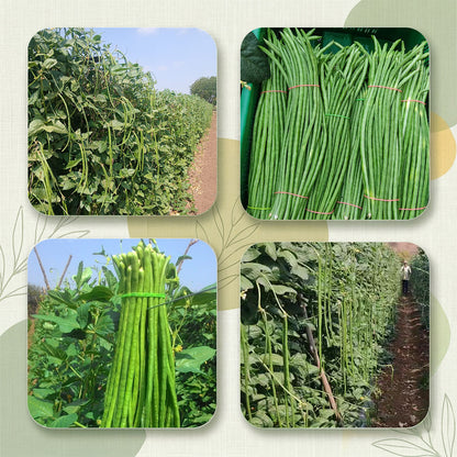 Cowpea Seeds for High Yield Farming | Dhartibeej
