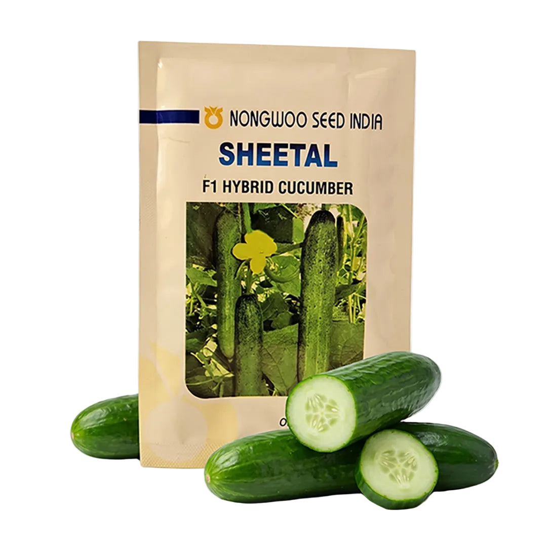 Cucumber Nongwoo Sheetal Seeds Online | Dhartibeej