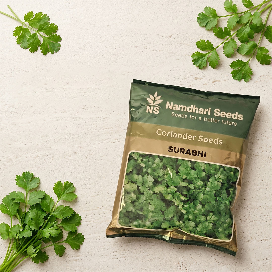 Coriander Ns Surabhi Seeds Online | Dhartibeej