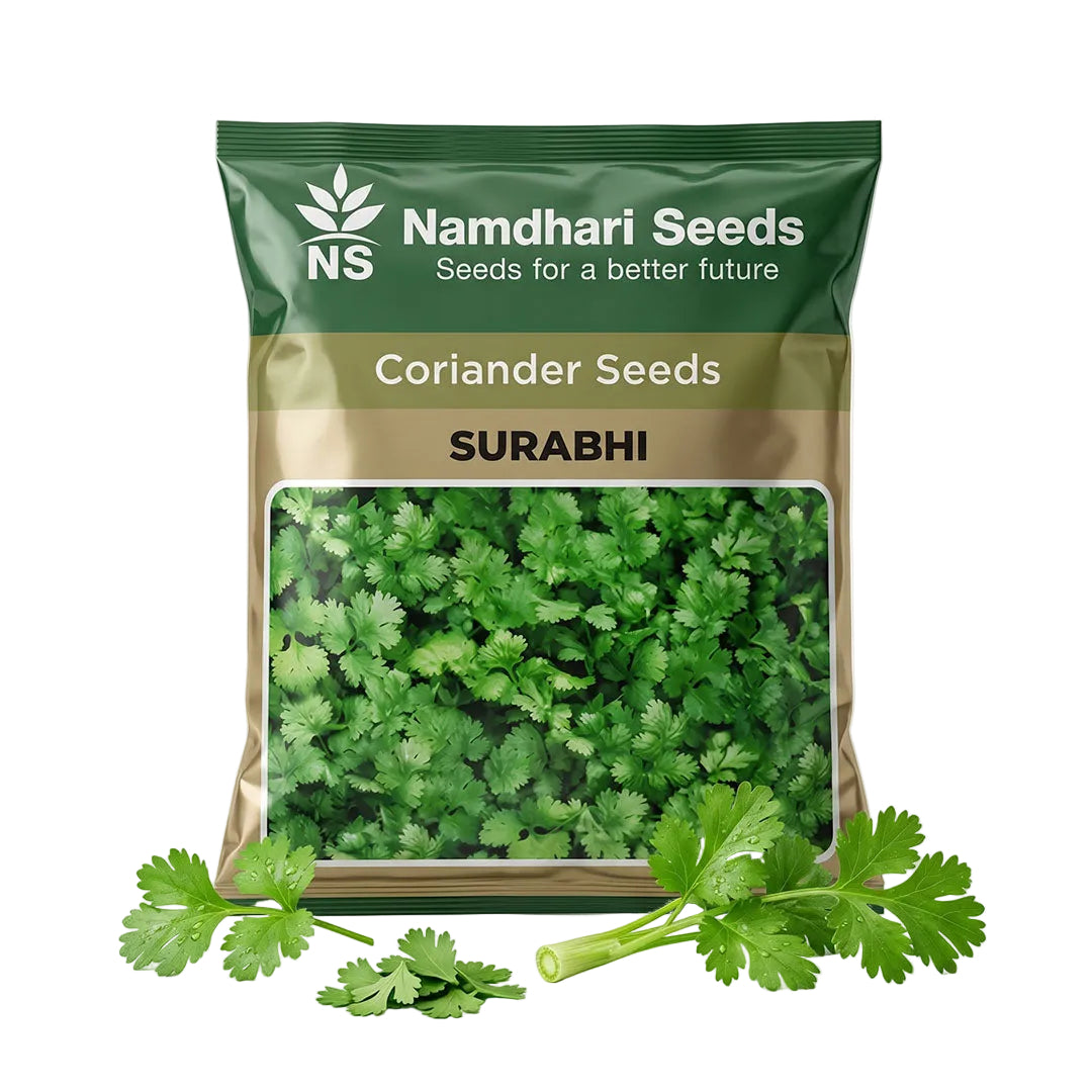Coriander Ns Surabhi Seeds Online | Dhartibeej