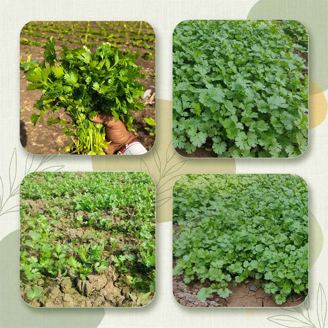 Coriander Seeds Online | Dhartibeej